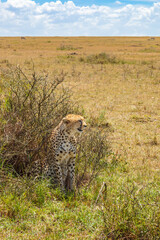 Poster - Cheetah by a bush on the savannah in Africa