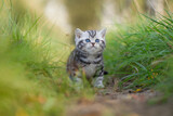 Fototapeta Koty - Katze, Britisch Kurzhaar Kätzchen sitzen auf grüner Wiese im Frühling