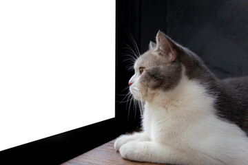 Wall Mural - Scottish fold kitten sitting on wooden floor. Tabby cat sitting on black background. White cat looking something.