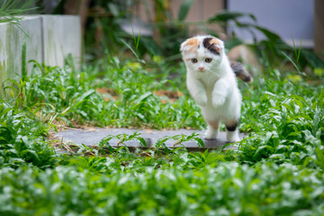 Wall Mural - White calico tricolor cat jumping  on lawn. Scottish fold cat looking something on green background. white cat with copy space.