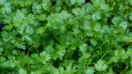 Coriander leaves in vegetables garden. Fresh cilantro leaves in  vegetables farm.  food and agriculture concept design. Organic coriander leaves background.