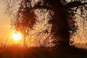 Wall Mural - Albero quercia tramonto sole controluce sole atmosfera