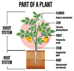 Canvas Print - Diagram showing parts of a plant