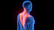 © Sebastian Kaulitzki - 3D rendered medical illustration of a man's trapezius