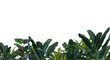 © Creative_Bird - Tropical plants on transparent background. Botanical foreground. Lower frame, border. Cut out graphic design element. 3D