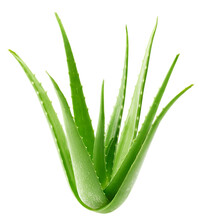 Whole Aloe Vera Plant