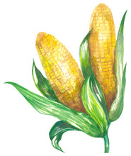 Watercolor Corn Illustration