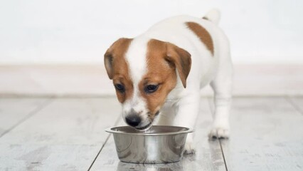 Wall Mural - Little puppy eating food from bowl