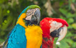 A pair of parrots sleeping