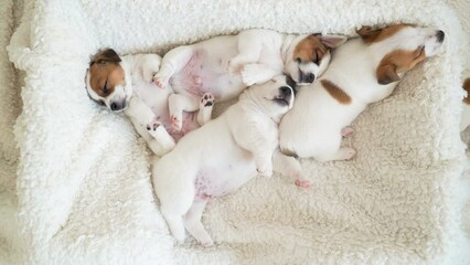 Sticker - Newborn Puppy Sleeping on white plaid