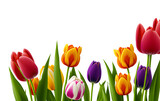 Fototapeta Tulipany - Beautiful tulips on transparent background. ai generated