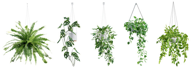 Poster - Collection of beautiful plants hanging in ceramic pots isolated on transparent background. 3D render.
