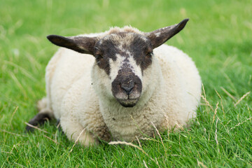 Wall Mural - Lazy dyke sheep on its meadow ist looking at you