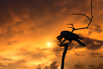 Wall Mural - Close-up silhouette of a crow perched on a tree branch in a cloudy atmosphere and sun.