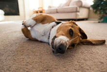 Portrait Of Dog Lying On Carpet At Home