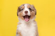 Portrait of cute happy australian shepherd puppy looking at the camera with mouth open on a yellow background