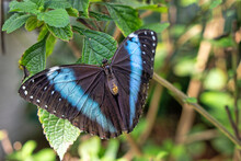 Morpho Peleides Tropical Butterfly