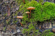 The miniature life in the moss on the bark of the tree