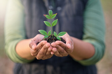 Earth day, nature plant or hands of person with new tree life, green leaf or support agriculture sustainability growth. Fertilizer soil, dirt or environment charity volunteer with sustainable sapling