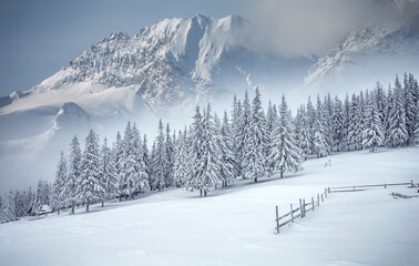 Fototapete - Amazing winter scenery. Composite winter landscape in mountains. Beautiful winter mountain landscape with frosty pine forest on highland and Majestic snowcovered mountain peak on background.