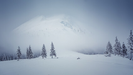 Wall Mural - Incredible winter scenery. Composite winter image. Beautiful winter mountain landscape with frosty pine forest on highland and Majestic snowcovered mountain peak on background.