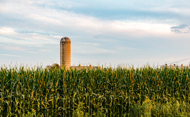 A View of A Farm Silo with Tall Corn Stalks in the Foreground on a Sunny Summer Day