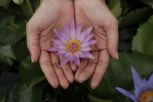 Beautiful Female Hand Holding A Beautiful Blooming Pink Lotus Flower.