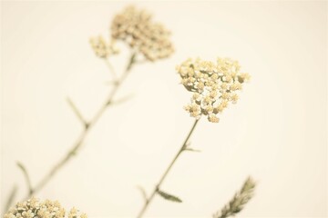 Wall Mural - Natural background with yarrow flowers on beige wall