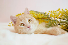 Portrait Of Charming Red Cat In Yellow Flowers. Cozy Spring Morning At Home. Cat Surrounded By Flowers On Sunny Spring Day. Selective Focus