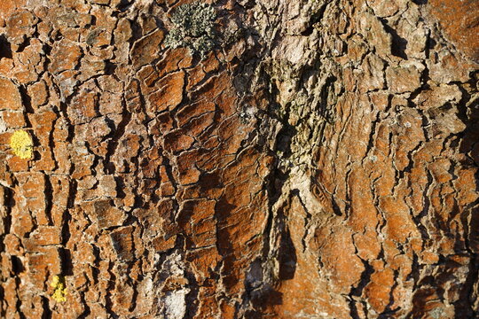 closeup of the bark of a conifer