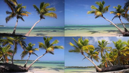Wall Mural - Tropical beach with coconut palm tree and white sand on caribbean coastline. Travel destination. Summer vacation collage