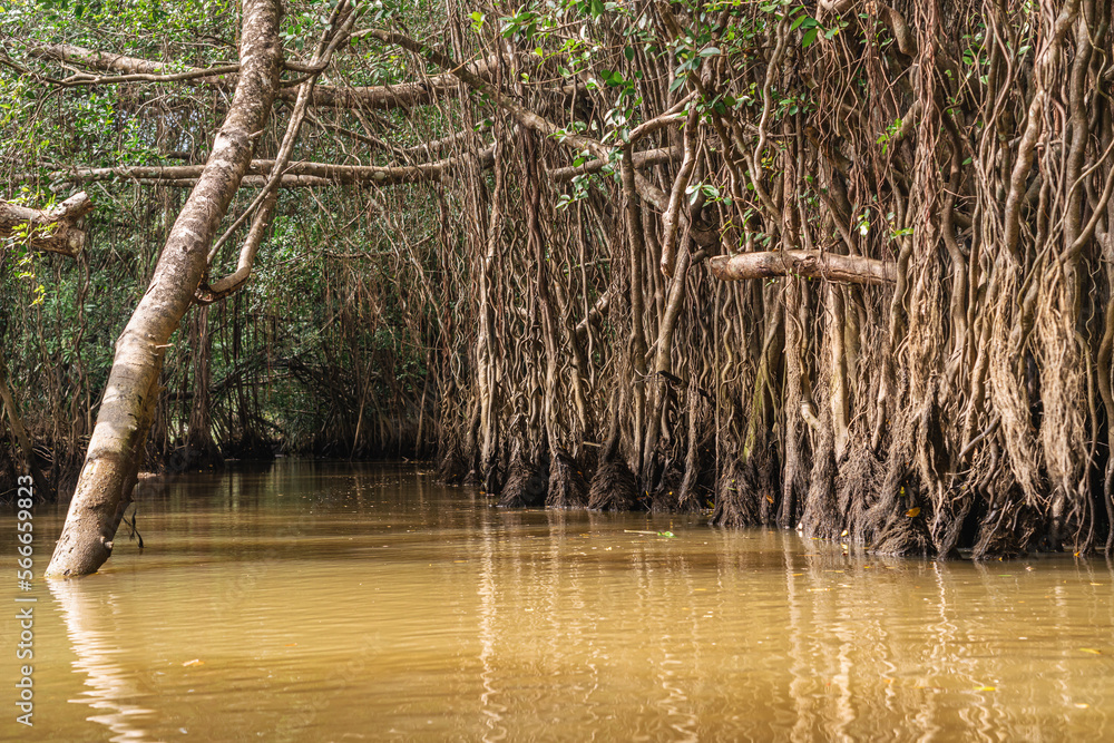 Banyan Tree and Mangrove forest in Sang Nae Canal Phang Nga, Thailand ...