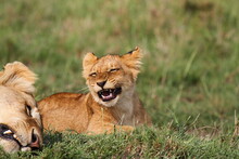 Cute Lion Cub Rests On Green Grass Beside His Mother Lioness And Starts To Yawn
