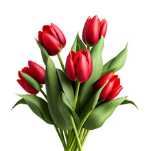 Red Tulips On Transparent Background For Decorating Projects. AI Generative