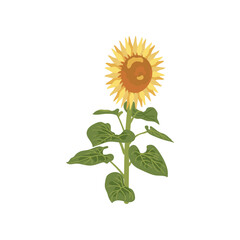 Wall Mural - Growing sunflower vector illustration. Cartoon drawing of farm harvest element on white background. Farming, autumn, harvest, Thanksgiving concept.