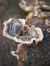 Turkey Tail Fungus Growing On Dead Wood