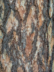 Old wood pine bark texture or background.