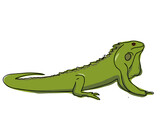 Fototapeta Dinusie - Iguana. Flat vector illustration