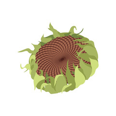 Wall Mural - Ripe sunflower with seeds vector illustration. Cartoon drawing of farm character on white background. Farming, autumn, harvest, Thanksgiving concept