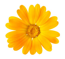 Beautiful Yellow Flower Closeup Isolated On Transparent Background. Png Format	

