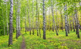Fototapeta Las - A path in a spring birch grove