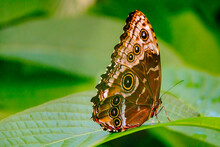Blue Morpho Butterfly With Brown Eyes Pattern Against A Green Background