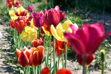 Fototapeta  - tulipany, grządka, ogród, kwiaty, żółte tulipany, deseń, czarujące kwiaty, delikatne, pachnące, zwiastujące wiosnę, ciepło, sad, wieś, rosnące, pan co tuli, kwiaty w słońcu, urok ogrodu, 