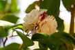 Blossoms of white camellia , Camellia japonica on a bush