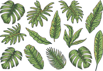 Wall Mural - Tropical plant. Summer hawaii leafs set. Exotic nature palm or floral tropic design