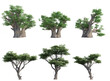 Set of 3D Acacia and African Baobab  isolated on PNGs transparent background,  Use for visualization in graphic design