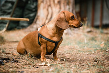 Dachshund Dog In A Collar For A Walk In The Park. Brown Dachshund Dog For A Walk. 