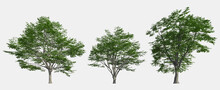 Set Of 3D European Beech Isolated On White Background, Use For Visualization In Graphic Design