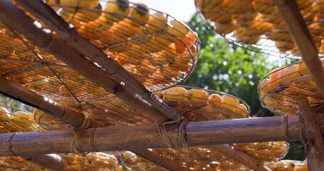 Wall Mural - Dry Persimmon fruit production under sunshine in factory