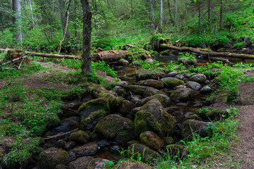 Canvas Print - A small forest stream with sandstone outcrops, ligatne